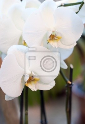Постер Орхидеи 