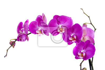 Постер Орхидеи 